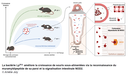 Comment le microbiote stimule la croissance