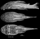 Microtomographie : Nouvelle activité de la plateforme AniRA-ImmOs