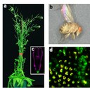 TCTP and CSN4 control cell cycle progression and development by regulating CULLIN1 neddylation in plants and animals