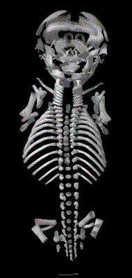 Dorsal view Embryo 17 25 98