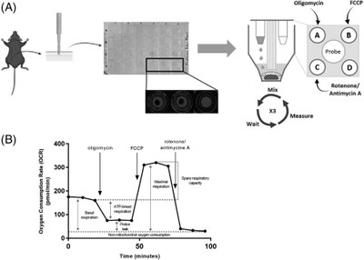 Publication 2024 SKIN & ImmOs