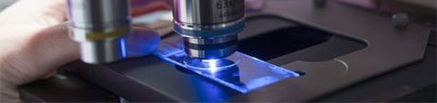 fluorescence microscopy spl
