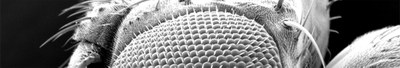 oeil droso opti2