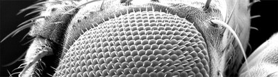 oeil droso rogne