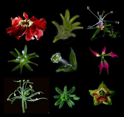 petunia cov image RDP
