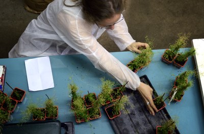 Plantes 3
