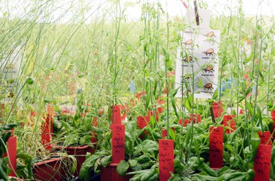 Plantes1