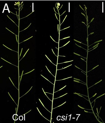 RDP Phyllotaxie