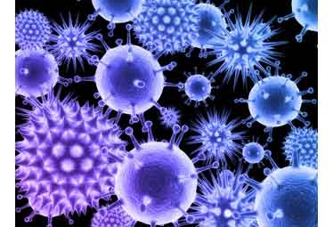 virus hepatites