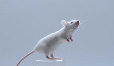  VMI7718 souris