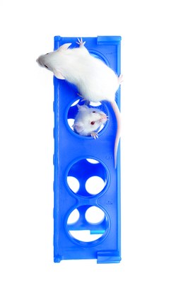  VMP8896 bloc bleu