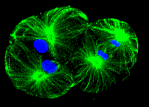 2cell copie