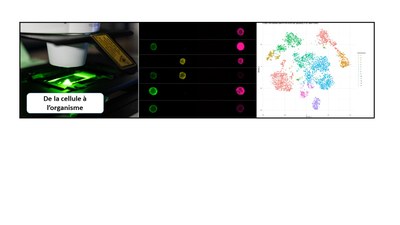 bandeau cell orga 1