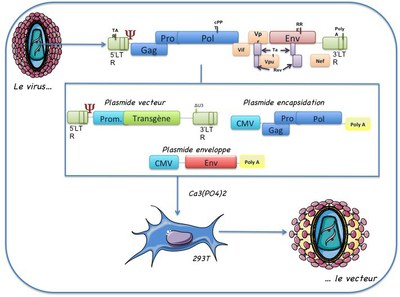 lentivecteur