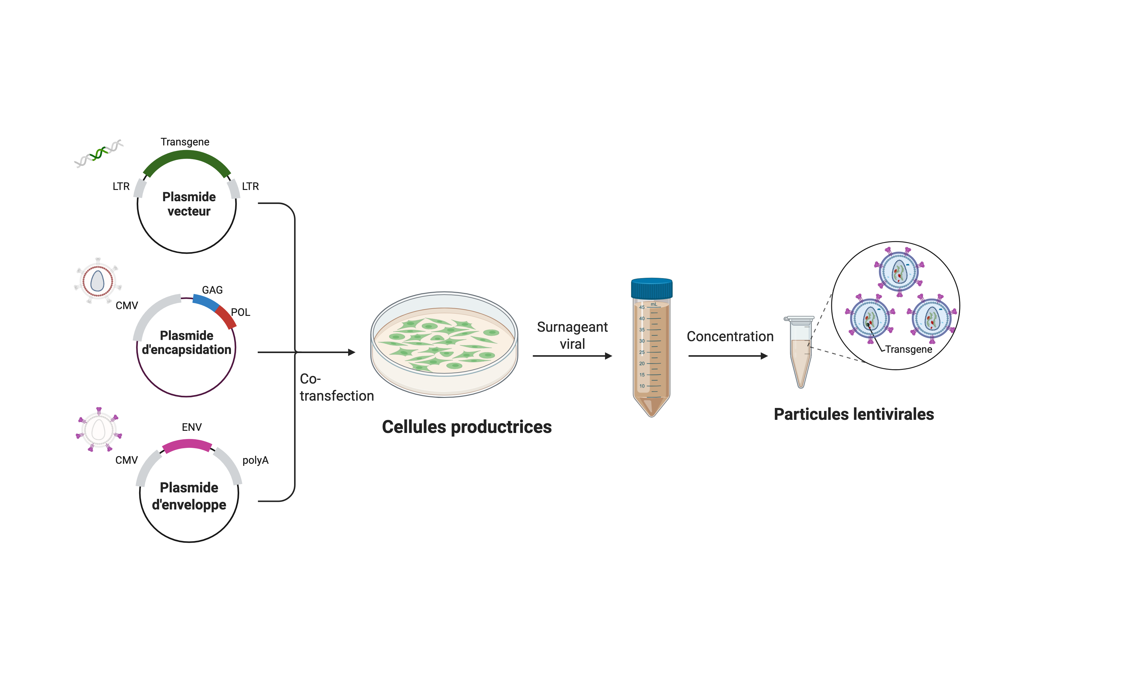 Production lentivirus en français