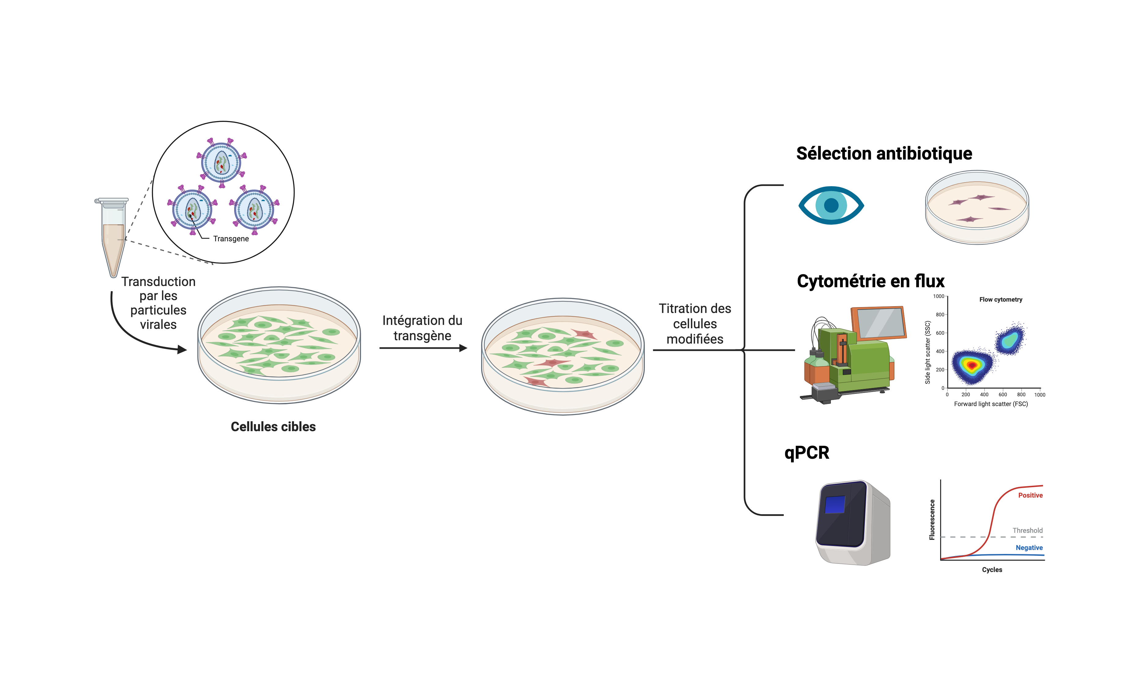 Titration en Français