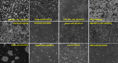 lignee contraste phase cellulonet