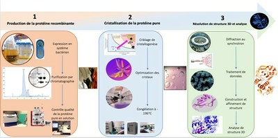 Biophysiques et études structurales